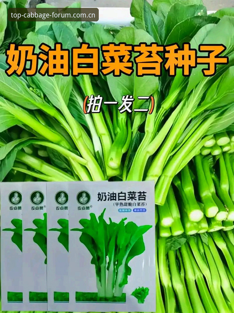 7个关键步骤掌握冠军白菜网手机版入口与菠菜平台会员登录全攻略